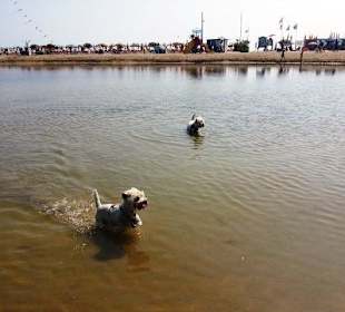 Süßwasserbereich Hunde erlaubt