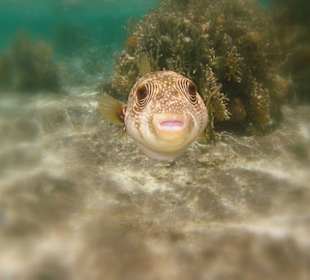 Weißflecken-Kugelfisch am Hausriff Hotel Carnelia Beach Reso