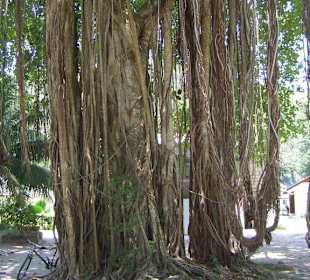 Luftwurzeln oder Rapunzel im Baum?