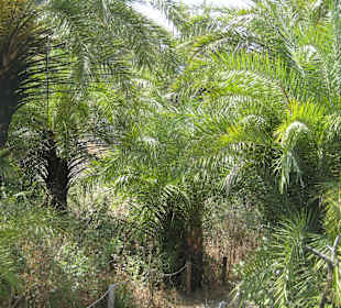 Palmenwald 