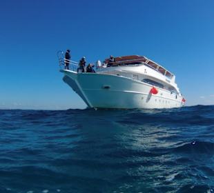 Delfinausflug mit Mo