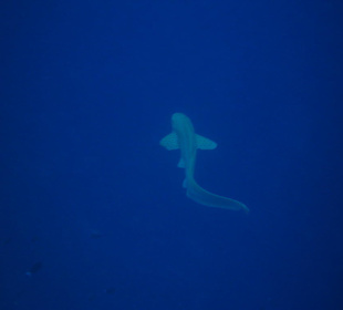 Hai am Riff des Hotel Madoogali