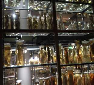 Museum für Naturkunde
