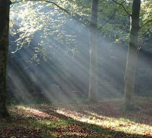 Herbstspaziergang durch den Schlosspark Lütetsburg