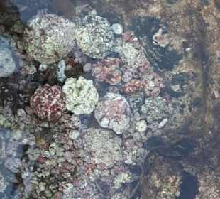 "Popcon im Wasser"