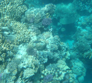 Unterwasserwelt Bootstour Utopia