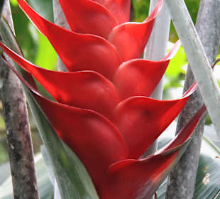 Martinique - Regenwaldwanderung