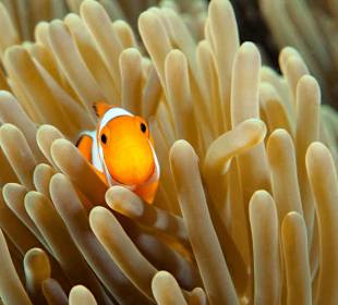 Underwater World Pemuteran