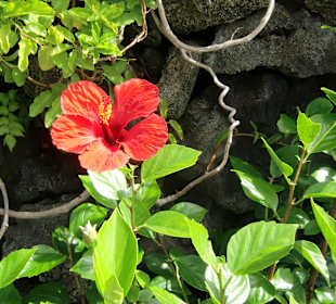 Jameos del Agua Blumenlandschaft