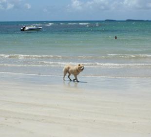 Treuer Begleiter aus dem Coyamar
