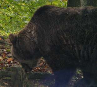 Wir leben im Bärenland