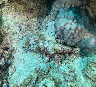 Schnorcheln Abu Dabab