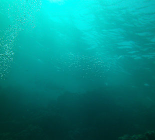 Großmaulmakrelenschwarm