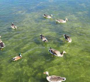 Impressionen vom Heidbergsee