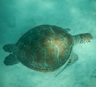 Schildkröten im Innenriff/Lagune