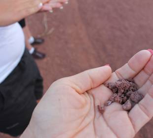 In der Hand hält man es nur kurz