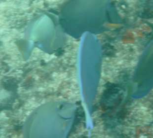 Unterwasser Bayahibe