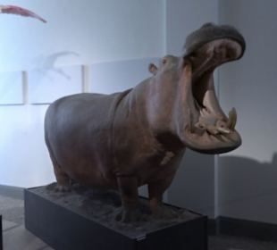 Naturkundemuseum