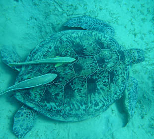 Abou Dabab (Marsa Alam)