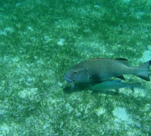 Lethrinus kalloptérus