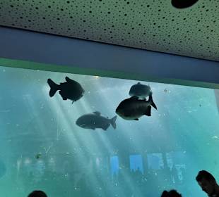 Echt große Fische