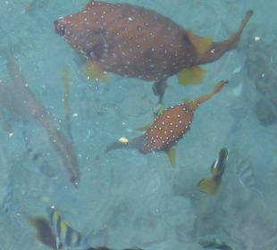 Рыбы у пирса отеля