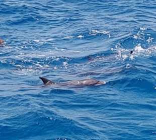 Delfinschwimmen im roten Meer 