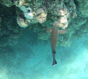 Tauchbasis Tauchen unter Freunden