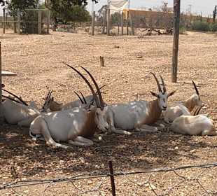 Antilopen im Schatten