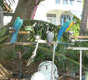 An der Südküste von Koh Samui