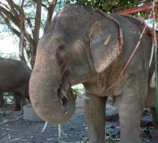 Elefanten
