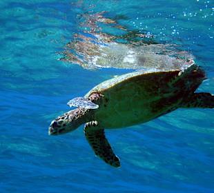 Similan - Schnorcheln mit Wasserschildkroeten