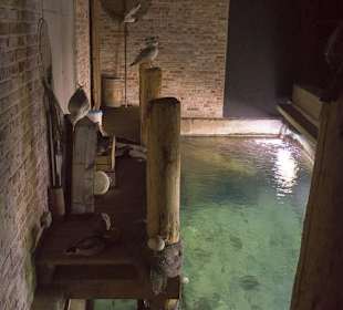 Blick auf das Aquarium