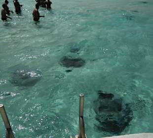 Im Wasser mit den Rochen