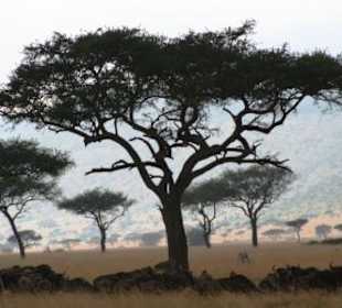 Landschaft Masai Mara