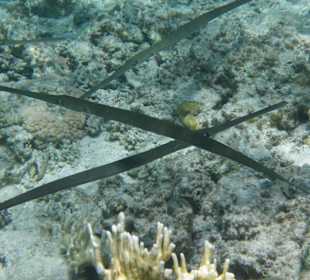 Flötenfische beim Formationstanz (ca. 1,2m lang)