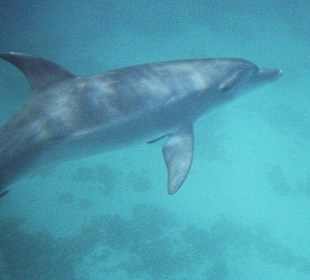Da sind sie... Delphine unter Wasser!