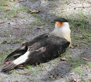 Vogel