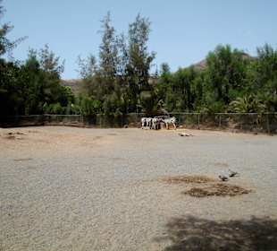 Oasis Park - Fuerteventura