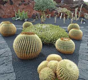 Kugelkakteen