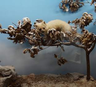 Vogel-und Jagdtierkunde