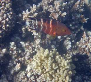 Schnorcheln Makadi Bay