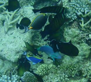 Hausriff mit Fischreichtum