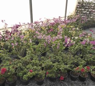 Blumen aus aller Welt im Treib- u. Gewächshaus