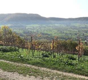 Premiumwanderweg hochgehkeltert Neuffen