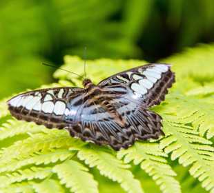 Wunderschöne Schmetterlinge