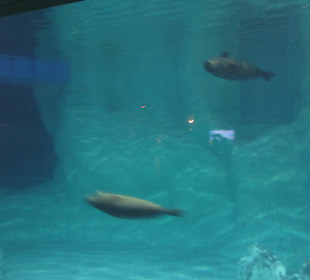 Aquarium / Oceanongrafic