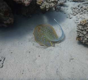 Tierwelt unter Wasser