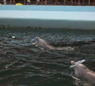 Delphinshow in Varna