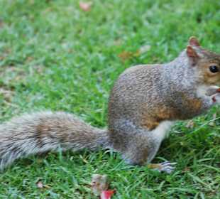 Eichhörnchen